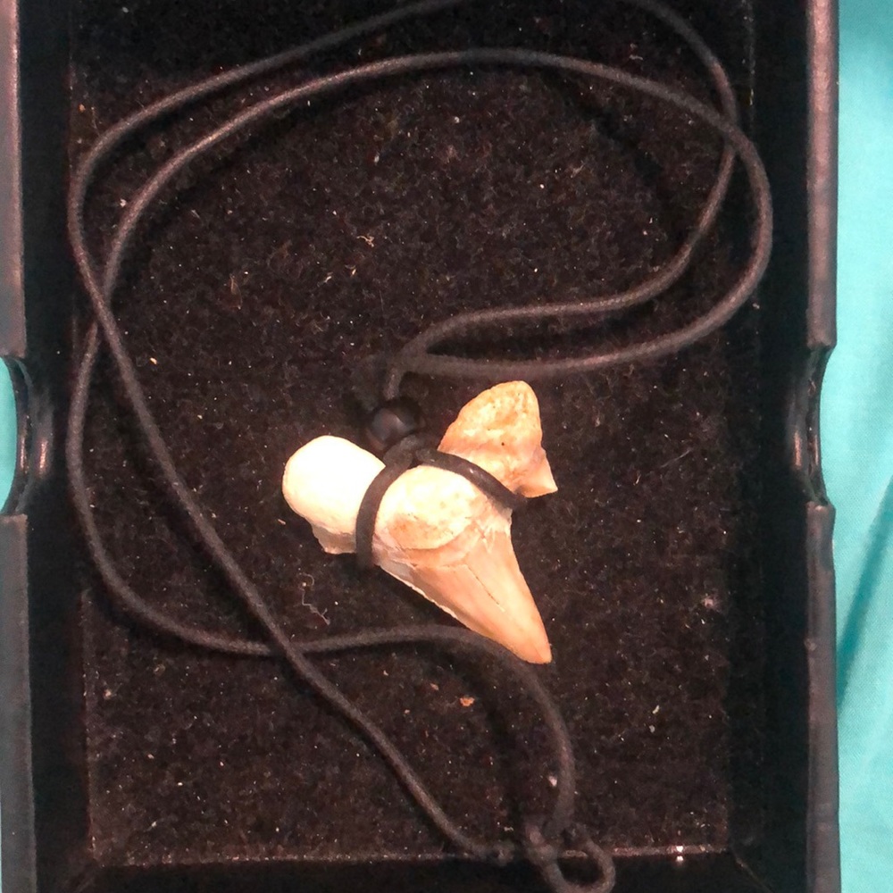 Beautiful shark tooth black leather string